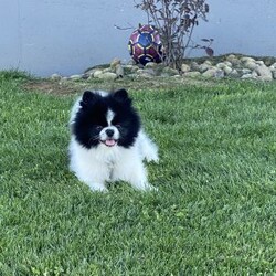 Davy/Pomapoo Puppy/Male /7 Weeks Davy/Pomapoo Puppy/Male /7 Weeks,Davy is a sweet Pomapoo puppy. He is living in our home with children and other family dogs. He is very social and outgoing. Davy is eating dry puppy food and weened from his mother . He has been vet checked , dewormed, and first set of shots! We play with Davy daily multiple times a day. Also, he is going out to grass for potty training . Call to come visit Davy or for any videos!