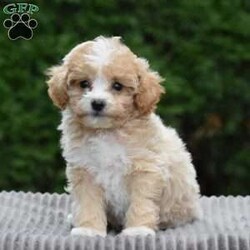 Parsley/Bich-Poo									Puppy/Female	/9 Weeks,To contact the breeder about this puppy, click on the “View Breeder Info” tab above.