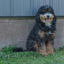 Candy/Mini Bernedoodle									Puppy/Female	/6 Weeks,Candy is a very happy healthy little cuddlebear! She is being raised in great environment, with lots of quality time with both children and adults. She is also being taught the basic fundamentals of leash training, as well as some crate training and leash training.