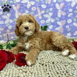 Polly/Miniature Poodle									Puppy/Female	/July 19th, 2024,Meet Polly a cute, little girl,  she is ACA Reg. Microchipped , Vet checked and shots are up to date.   Call us to make her your little buddy  Lavern Reiff License #3221