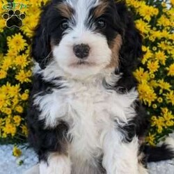 Molly/Mini Bernedoodle									Puppy/Female	/6 Weeks,Hello everyone! Meet our very precious little girl, sweet Molly. She is a beautiful F1 Mini bernadoodle with a beautiful coat of soft wavy hair! Her momma is a beautiful Bernese mountain dog and dad is a Mini poodle. Molly will be between 25 and 35lbs fully grown. She has a super sweet temperament and plays very well with kids! She is sure to make the perfect companion to anyone giving her lots of love!:) she loves to cuddle and give lots of kisses she will be available to her new home on October 1st. She is a very happy and healthy little gal!