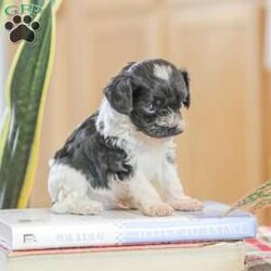 Jeremy/Cavapoo									Puppy/Male	/5 Weeks,Adorable, Playful, and Friendly! These Cavapoo puppies are family raised with lots of love and attention!