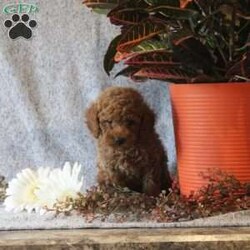 Tootsie/Miniature Poodle									Puppy/Female	/8 Weeks,Check out Tootsie, a sweet Miniature Poodle puppy eager to meet you! This happy girl is family-raised with children and socialized. Also, Tootsie is vet checked and up to date on shots & wormer, plus the breeder provides a 30-day health guarantee. If you want to learn more about this fluffy pup who can be registered with the ACA, please call Alvin today!