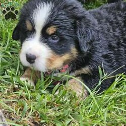 Gwen/Bernese Mountain Dog									Puppy/Female	/August 14th, 2024,The leader of the pack with a gentle and affectionate nature. Gwen loves to snuggle and is always the first to greet you with a wagging tail. Her sweet eyes and playful antics make her a perfect family companion.