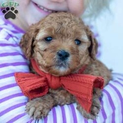 Ralph/Mini Goldendoodle									Puppy/Male	/August 6th, 2024,Oh sweet little Ralph, what a fluffy little cutie pie. He is the runt of the litter and gets extra snuggles. Ralph is so playful and fun! He is raised in our home with our 4 young children. He is given lots of love and socialization everyday. He is an F2b mini goldendoodle and should be about 15-20lbs full grown. The pups are in our home NEVER kept outside or in a barn! 