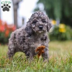 Caspian/Mini Goldendoodle									Puppy/Male	/7 Weeks,Meet Caspian, a delightful Mini Goldendoodle brimming with joy and affection! With his lively energy and curiosity, he is always ready for a new adventure, ensuring every day is filled with fun. His smart, gentle demeanor allows him to bond easily with those around him, making him the perfect companion. Whether he’s chasing a ball or cuddling up for quiet moments, his playful yet affectionate nature makes him an ideal fit for a loving home.