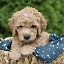 Simba/Mini Goldendoodle									Puppy/Male	/7 Weeks,Meet our adorable, playful apricot puppy boy who is looking for a new loving home! This little bundle of joy is the epitome of cuteness with his fluffy fur and charming personality. Simba loves to play and cuddle, making him the perfect companion for anyone looking to add some joy to their life. If you’re ready to open your heart and home to this sweet puppy,he will be sure to fill your days with love and laughter. Don’t miss out on the opportunity to welcome this adorable puppy into your family and experience the unconditional love that only a furry friend can fulfill!