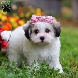 Lila/Maltipoo									Puppy/Female	/8 Weeks,Lila is the sweetest little Maltipoo around! With her expressive face and twinkling puppy eyes, she’s already got everyone wrapped around her little paw. Her soft, silky coat and playful personality make her irresistible. This little girl is known for being highly trainable, focused, and perfect for family life. If you’re looking for a pup who can keep up with an active, kid-filled home, Lila is your perfect match. We make sure our pups are well-socialized from birth, so they join their new homes confident and adaptable, with a mellow, even-tempered nature.