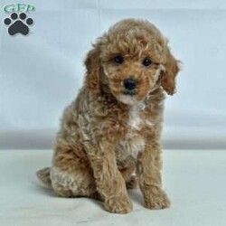 Jan/Miniature Poodle									Puppy/Female	/7 Weeks,Needing a puppy for company as you take morning walks in this fall weather? This puppy is just the one for you! She is socialized with children and raised in a loving family. She is microchipped, up to date on vaccinations, vet checked, comes with a 30 day health guarantee and a 2 year health guarantee plus she has her tail docked. No need to buy accessories because she also comes with a small bag of dog food, collar, leash, toy, and scent towel! Any questions? Feel free to call or email today! Puppies can be held with a down payment. 