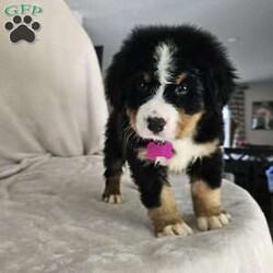 Gwen/Bernese Mountain Dog									Puppy/Female	/August 14th, 2024,The leader of the pack with a gentle and affectionate nature. Gwen loves to snuggle and is always the first to greet you with a wagging tail. Her sweet eyes and playful antics make her a perfect family companion.