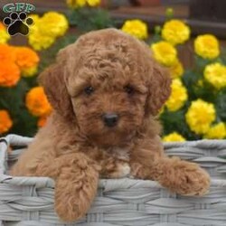 Honey/Miniature Poodle									Puppy/Female	/7 Weeks,Meet Honey, an adorable Miniature Poodle puppy! This family raised gal is socialized with children and ready for her forever home. She is vet checked and up to date on vaccinations & dewormer plus the breeder provides a 1-year genetic health guarantee for her. And, Honey can be registered with the AKC.To learn more about this sweet pooch, call the breeder today!