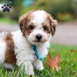 Biscuit/Maltipoo									Puppy/Male	/8 Weeks,Say hello to Biscuit, the lovable Maltipoo who’s ready to melt your heart! His mom, Macie, is an 11 lb Maltipoo with a sweet and gentle personality. She enjoys quiet moments with her family and has a nurturing side that shines through in everything she does. Dad, Danny, is a lively 19 lb Poodle who loves to play and show off his energetic, fun-loving spirit. Together, they’ve passed on the perfect mix of playfulness and affection to this little guy.