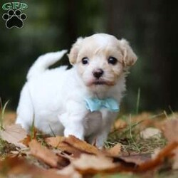 Percy/Maltipoo									Puppy/Male	/6 Weeks,Say hello to Percy! He is the missing little Fur baby in your life. This darling little gal has the cutest little face and softest, plush coat of a Maltipoo. You will fall in love with him the minute you meet him, no one can resist the cute, spunky, and sweet personality of this little one. Percy loves to play with his favorite people, always showing off his adorable little bounces and his little tail is constantly wagging. He loves to beg for toys and treats, knowing you can’t say no to all the cuteness. He has been receiving lots of loving attention and care since day one, preparing him to join his forever family with confidence. 