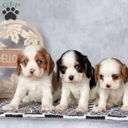 Bradley/Cavalier King Charles Spaniel									Puppy/Male	/August 25th, 2024,Hi….my name is Bradley. With my gorgeous blue eyes and loving personality I’ll steal your heart for keeps! 