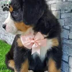 CARMA/Bernese Mountain Dog									Puppy/Female	/6 Weeks,LOOK AT ME! A happy healthy friendly fluffy playful puppy. Raised in the rolling hills of holmes County. Where we play outside everyday. Come meet me or I can be transported to your front door for a small additional fee.text or call for more info. 