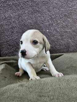 Escher/Australian Shepherd/Male/Baby