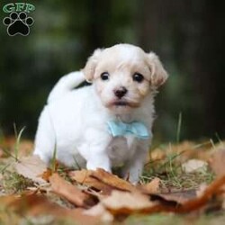 Percy/Maltipoo									Puppy/Male	/6 Weeks,Say hello to Percy! He is the missing little Fur baby in your life. This darling little gal has the cutest little face and softest, plush coat of a Maltipoo. You will fall in love with him the minute you meet him, no one can resist the cute, spunky, and sweet personality of this little one. Percy loves to play with his favorite people, always showing off his adorable little bounces and his little tail is constantly wagging. He loves to beg for toys and treats, knowing you can’t say no to all the cuteness. He has been receiving lots of loving attention and care since day one, preparing him to join his forever family with confidence. 