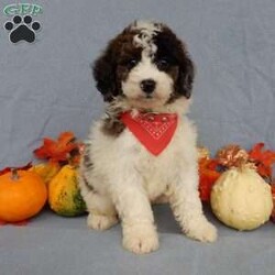 Max/Mini Goldendoodle									Puppy/Male	/7 Weeks,Prepare to fall in love !!! My name is Max and I’m the sweetest little F1b mini goldendoodle looking for my furever home! One look into my warm, loving eyes and at my silky soft coat and I’ll be sure to have captured your heart already! I’m very happy, playful and very kid friendly and I would love to fill your home with all my puppy love!! I am full of personality, and I give amazing puppy kisses! I stand out way above the rest with my beautiful fluffy merle and white coat! I will come to you vet checked, microchipped and up to date on all vaccinations and dewormings . I come with a 1-year guarantee with the option of extending it to a 3-year guarantee and our puppies also come with 30 days of pet insurance! My mother is Myla, our 27#mini goldendoodle with a heart of gold and my father is Nimbo, our beautiful 13# chocolate merle mini poodle and he has been genetically tested clear! Both of my parents are very sweet and kid friendly which will make me the same and they are available to meet!! I will grow to approx 18-20# and I will be hypoallergenic and nonshedding! Why wait when you know I’m the one for you? Call or text Martha to make me the newest addition to your family and get ready to spend a lifetime of tail wagging fun with me! (7% sales tax on in home pickups)