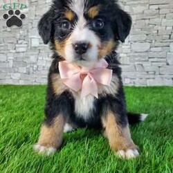 GIGI/Bernese Mountain Dog									Puppy/Female	/6 Weeks,LOOK AT ME.A happy healthy fluffy friendly playfully  little puppy. Born in the rolling hills of  holmes  country where we  play outside everyday. Come meet me or I can be transported to your front door for a small additional fee.text or call for more info. 