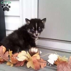 Cathy/Pomsky									Puppy/Female	/9 Weeks,To contact the breeder about this puppy, click on the “View Breeder Info” tab above.