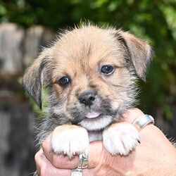 Adopt a dog:Enrique/Terrier/Male/Baby,Meet Enrique, a gorgeous terrier mix puppy who is almost 8 weeks old and ready for his forever home! 

Enrique is a healthy, happy puppy who is well socialized with both his mama and the other adult dogs in his foster home. He loves playing with his plush squeaky toys and tussling with his littermates. 

Enrique is gorgeously fluffy and snuggly and will make a great forever family member.

Enrique is being fostered in Round Rock, TX. He is adoptable in Texas and Northeastern States.