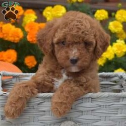 Harley/Miniature Poodle									Puppy/Male	/8 Weeks,0Meet Harley, an adorable Miniature Poodle puppy! This family raised gal is socialized with children and ready for her forever home. She is vet checked and up to date on vaccinations & dewormer plus the breeder provides a 1-year genetic health guarantee for her. And, Harley can be registered with the AKC.To learn more about this sweet pooch, call the breeder today!