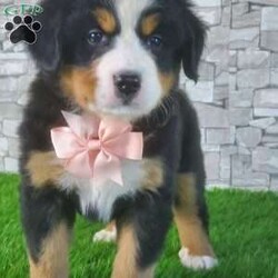 CARMA/Bernese Mountain Dog									Puppy/Female	/6 Weeks,LOOK AT ME! A happy healthy friendly fluffy playful puppy. Raised in the rolling hills of holmes County. Where we play outside everyday. Come meet me or I can be transported to your front door for a small additional fee.text or call for more info. 