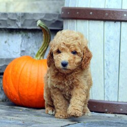 Gale/Mini Goldendoodle									Puppy/Female	/August 20th, 2024