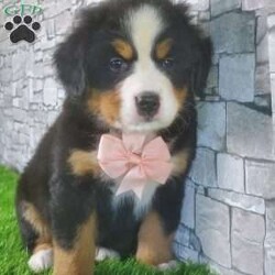 CARMA/Bernese Mountain Dog									Puppy/Female	/6 Weeks,LOOK AT ME! A happy healthy friendly fluffy playful puppy. Raised in the rolling hills of holmes County. Where we play outside everyday. Come meet me or I can be transported to your front door for a small additional fee.text or call for more info. 