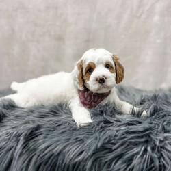 Banks/Cavapoo									Puppy/Male	/8 Weeks,Meet Banks, he is a sweet and cuddly f1b cavapoo puppy looking for his forever home. He is f1b meaning his mom is a cavapoo and his dad is a poodle. He is microchipped and up to date on all of his vaccines and dewormer and has been vet checked. We also do ENS on all of our puppies and he will also come with a 1 year genetic health guarantee. For more info contact me today!