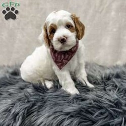 Banks/Cavapoo									Puppy/Male	/8 Weeks,Meet Banks, he is a sweet and cuddly f1b cavapoo puppy looking for his forever home. He is f1b meaning his mom is a cavapoo and his dad is a poodle. He is microchipped and up to date on all of his vaccines and dewormer and has been vet checked. We also do ENS on all of our puppies and he will also come with a 1 year genetic health guarantee. For more info contact me today!