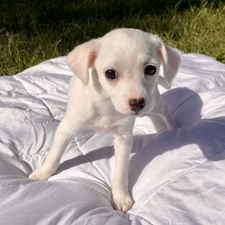 Buggy/Toy Fox Terrier/Female/Baby