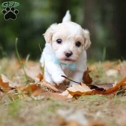 Percy/Maltipoo									Puppy/Male	/6 Weeks,Say hello to Percy! He is the missing little Fur baby in your life. This darling little gal has the cutest little face and softest, plush coat of a Maltipoo. You will fall in love with him the minute you meet him, no one can resist the cute, spunky, and sweet personality of this little one. Percy loves to play with his favorite people, always showing off his adorable little bounces and his little tail is constantly wagging. He loves to beg for toys and treats, knowing you can’t say no to all the cuteness. He has been receiving lots of loving attention and care since day one, preparing him to join his forever family with confidence. 