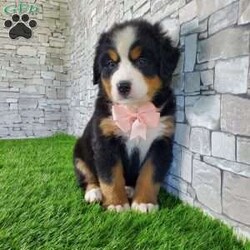 CARMA/Bernese Mountain Dog									Puppy/Female	/6 Weeks,LOOK AT ME! A happy healthy friendly fluffy playful puppy. Raised in the rolling hills of holmes County. Where we play outside everyday. Come meet me or I can be transported to your front door for a small additional fee.text or call for more info. 