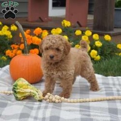 Hunter/Miniature Poodle									Puppy/Male	/8 Weeks,Meet Hunter, an adorable Miniature Poodle puppy! This family raised gal is socialized with children and ready for her forever home. She is vet checked and up to date on vaccinations & dewormer plus the breeder provides a 1-year genetic health guarantee for her. And, Hunter can be registered with the AKC.To learn more about this sweet pooch, call the breeder today!