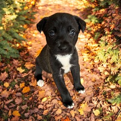 Adopt a dog:Delta/Mixed Breed/Female/Baby,THE FOLLOWING PET IS BEING FOSTERED NEAR FORT COLLINS, CO!

Meet Delta, one of the 9 precious Platoon Litter puppies at our rescue! Born on September 10th, Delta and her siblings were rescued from a homeless camp where they were being given away as tiny bottle babies. Now thriving in her foster home in Fort Collins, CO, Delta is ready to find her forever family.

Delta is the sweetest, most gentle snuggler you'll ever meet. She has a calm, loving nature and is happiest when she’s curled up in your arms, soaking in all the affection. While her siblings may be off playing, Delta is content to stay close, quietly seeking out your love and attention. Her gentle disposition makes her the perfect companion for someone looking for a cuddly, affectionate pup who will bring a sense of calm and comfort to their home.

Delta is searching for a family who will cherish her sweet nature and give her the love and care she deserves. If you're looking for a tender-hearted, snuggle-loving pup to share your life with, Delta is ready to fill your home with warmth and love. Could she be the perfect addition to your family?

OUR DOGS ARE FOSTERED IN TEXAS OR COLORADO BUT AVAILABLE FOR ADOPTION AND TRANSPORT OUT OF STATE. Read below for more information.

All of our dogs are located in a foster home in Texas or Colorado. Our dogs are transported to a predetermined location agreed upon by the rescue. The adoption contract and fee are finalized prior to transport. As a Mutts N Such direct adoption, the adoption interview/meet and greet occurs on video call (Skype, FB Messenger call, Facetime, etc).

Our out of state adoption fee is $350 plus transport (varies by location). This fee includes all current vaccinations, deworming, a registered microchip, fecal analysis, spay/neuter for pets 6 months & older, and a heartworm test if over 6 months old. All dogs will be current on flea/heartworm prevention. A health exam will be completed and a certificate issued by a veterinarian within 10 days. If you are interested in adopting, please complete our application:

https://petstablished.com/adoption_form/57167/generic

Note: MNS reserves the right to deny any application that is deemed unsuitable for the animal. Please be aware that our animal adoptions are NOT on a first come- first serve basis. Our sole purpose is to find the best possible home for the animals that fall under our care.