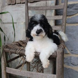 Jack/Toy Poodle									Puppy/Male	/23 Weeks,Don’t miss out on this sweet, little boy! He has started crate and potty training and is doing great! He is up to date on vaccines & dewormer, vet checked with health certificate, and comes with a  1 year genetic health guarantee. He is expected to be around 8lbs