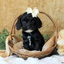 Terese/Cockapoo									Puppy/Female	/9 Weeks