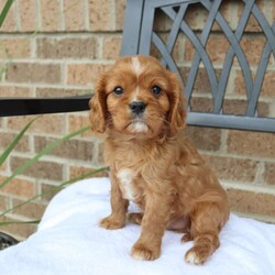 Ranger/Cavalier King Charles Spaniel									Puppy/Male	/9 Weeks,Are you ready to fall in love? This little guy is just the one if you are looking for lots of playful games and fun! He loves to play with the children in his home. Call today to adopt him!