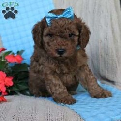 Braden/Mini Goldendoodle									Puppy/Male	/6 Weeks,Looking for a lovable Mini Goldendoodle baby with a gentle heart and playful spirit? You need to meed Braden! This little cutie is up to date on shorts and dewormer and vet checked! The mother Betty is a Mini Goldendoodle and the father Reno is a Mini Poodle. If you are searching for a well socialized puppy to snuggle and love contact us today!