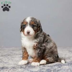 Bandit/Mini Bernedoodle									Puppy/Male	/5 Weeks,This sweet Mini Bernedoodle is looking for his forever home! Raised in a loving family environment, he’s full of joy and ready to bring lots of cuddles and fun to his new family. His parents are genetically tested clear, giving you peace of mind about his health.