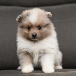 Jase/Pomeranian									Puppy/Male	/6 Weeks,To contact the breeder about this puppy, click on the “View Breeder Info” tab above.