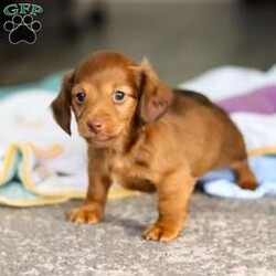 Kane/Dachshund									Puppy/Male	/7 Weeks,Meet Kane! He is an incredibly sweet and loveable AKC registered Miniature Dachshund puppy. He loves if someone spends time to play with him or gives him belly rubs. Dachshunds make wonderful family pets, they are known for their lively and courageous nature, they are often described as intelligent, curious and independent dogs. We hope to find a family that will love Kane as much as we do!