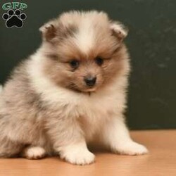 Jase/Pomeranian									Puppy/Male	/6 Weeks,To contact the breeder about this puppy, click on the “View Breeder Info” tab above.