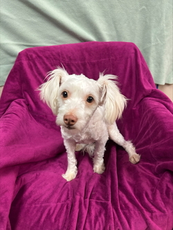 Adopt a dog:Heidi/Poodle/Female/Adult,*I am currently available for Foster to Adopt, as I am waiting to get Spayed.*

Meet Heidi! Heidi is a Poodle/Maltese mix that came into our care as a stray. This sweet girl has only been in our care for a short amount of time, so it is difficult to provide further information about her personality. From the short amount of time that she has been in our care, the staff has seen that she is nervous and shy. However, with love and patience, that nervousness and shyness will go away immediately! 

If you are my furever home, come visit me at Valley Animal Center's dog adoption center.

To get a head start on the adoption process, you can also fill out the online pre-adoption application! After you fill it out, a dog care associate will contact you shortly. The form is found here: https://valleyanimal.org/dog-adoption-application/ Primary Color: White Secondary Color: White Age: 2yrs 0mths 1wks