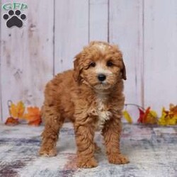 Zandra/Mini Goldendoodle									Puppy/Female	/10 Weeks,Meet Zandra, a sweet and affectionate Mini Goldendoodle ready to find her forever home. Raised with love by our family, Zandra has been well-socialized and is great with kids and other pets. She’s been vet-checked, is up to date on her vaccinations, and has already been dewormed, so she’s all set for her new adventures. Zandra has a gentle, loving personality that will make her the perfect addition to any family. If you’re looking for a loyal and playful companion who’s ready to fill your home with joy, Zandra is waiting to meet you!