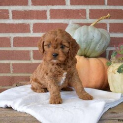 Daisy/Cavapoo									Puppy/Female	/August 28th, 2024,Meet Daisy, a socialized Cavapoo puppy that is being family raised with children. This cute pooch is vet checked and up to date on shots & wormer plus the breeder provides a 30 day health guarantee for her. And, both of her parents are available to visit with. To learn more about this spunky gal, call the breeder today!