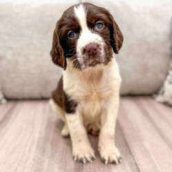 Sammy/English Springer Spaniel									Puppy/Male	/6 Weeks,This sweet and adorable English Springer Spaniel is looking for a forever family!