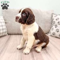 Sammy/English Springer Spaniel									Puppy/Male	/6 Weeks,This sweet and adorable English Springer Spaniel is looking for a forever family!