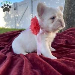 Gemma/French Bulldog									Puppy/Female	/7 Weeks,Gemma is the most gorgeous platinum full fluffy girl with the most loving personality. Gemma comes from parents that have been genetic health tested and cleared. She comes UTD on vaccines & worming, she will be seen by the vet and have a health certificate so you can rest assure your baby is healthy and ready for her new home. She also comes with a health guarantee and a puppy pack to help get her started on her new life journey. 